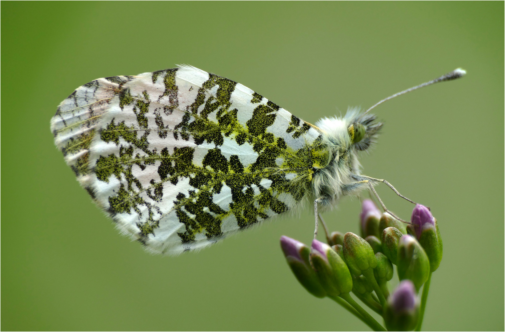 Lieblings-Frühlings-Schmetterling