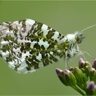 Lieblings-Frühlings-Schmetterling