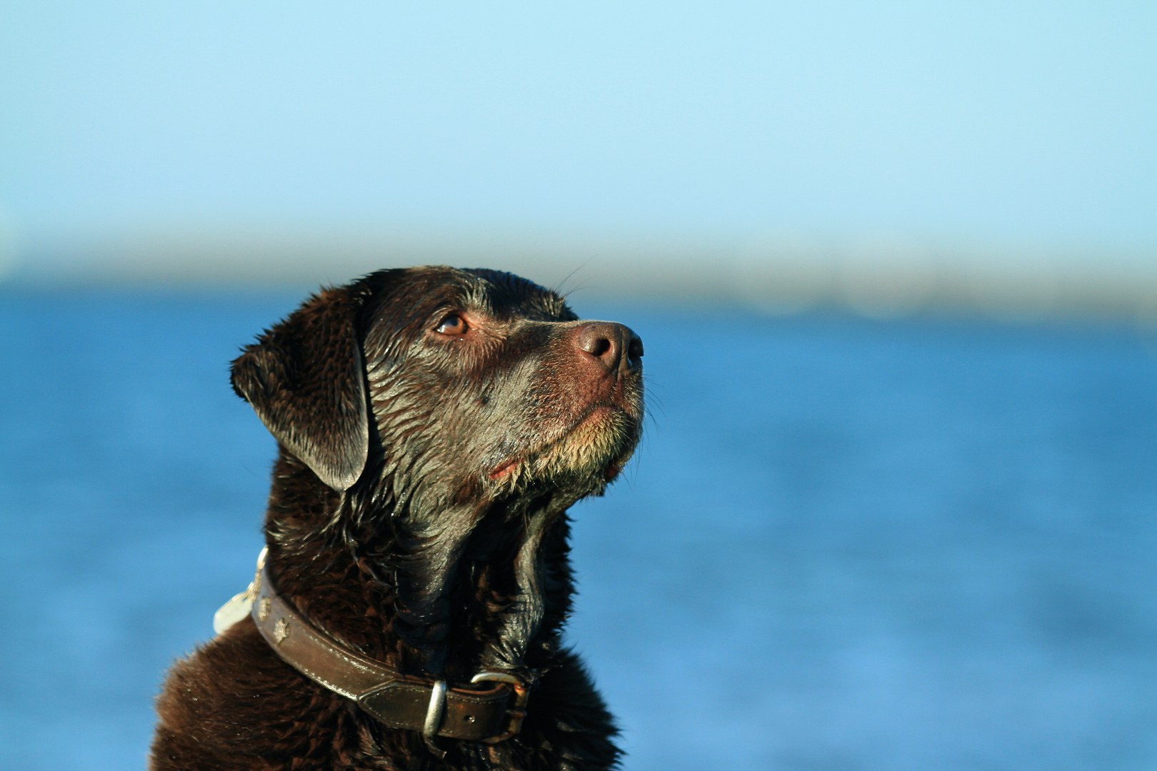 Lieblings - Hund