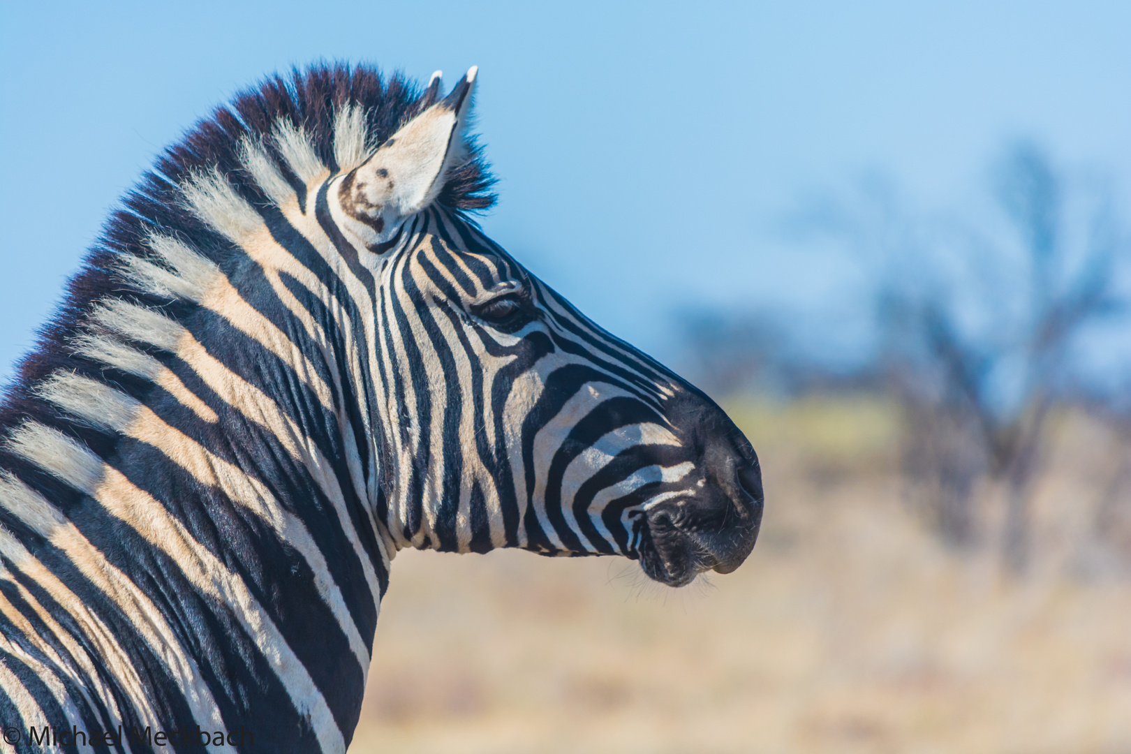 Lieblings Zebra