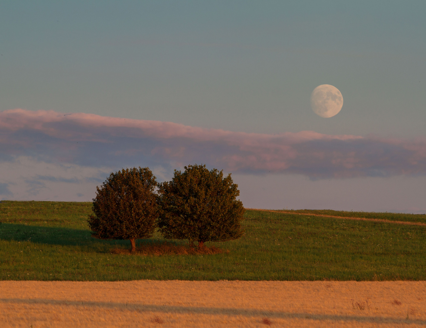 Lieblingsbäumchen und Mond 