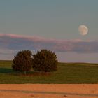 Lieblingsbäumchen und Mond 