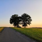 Lieblingsbäume 2025: „Baumduo mit Störfaktor“