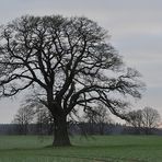 Lieblingsbäume-Mecklenburger Eiche 01