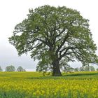 Lieblingsbäume-Mecklenburger Eiche 03