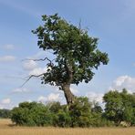 Lieblingsbäume-Mecklenburger Wolkeneiche