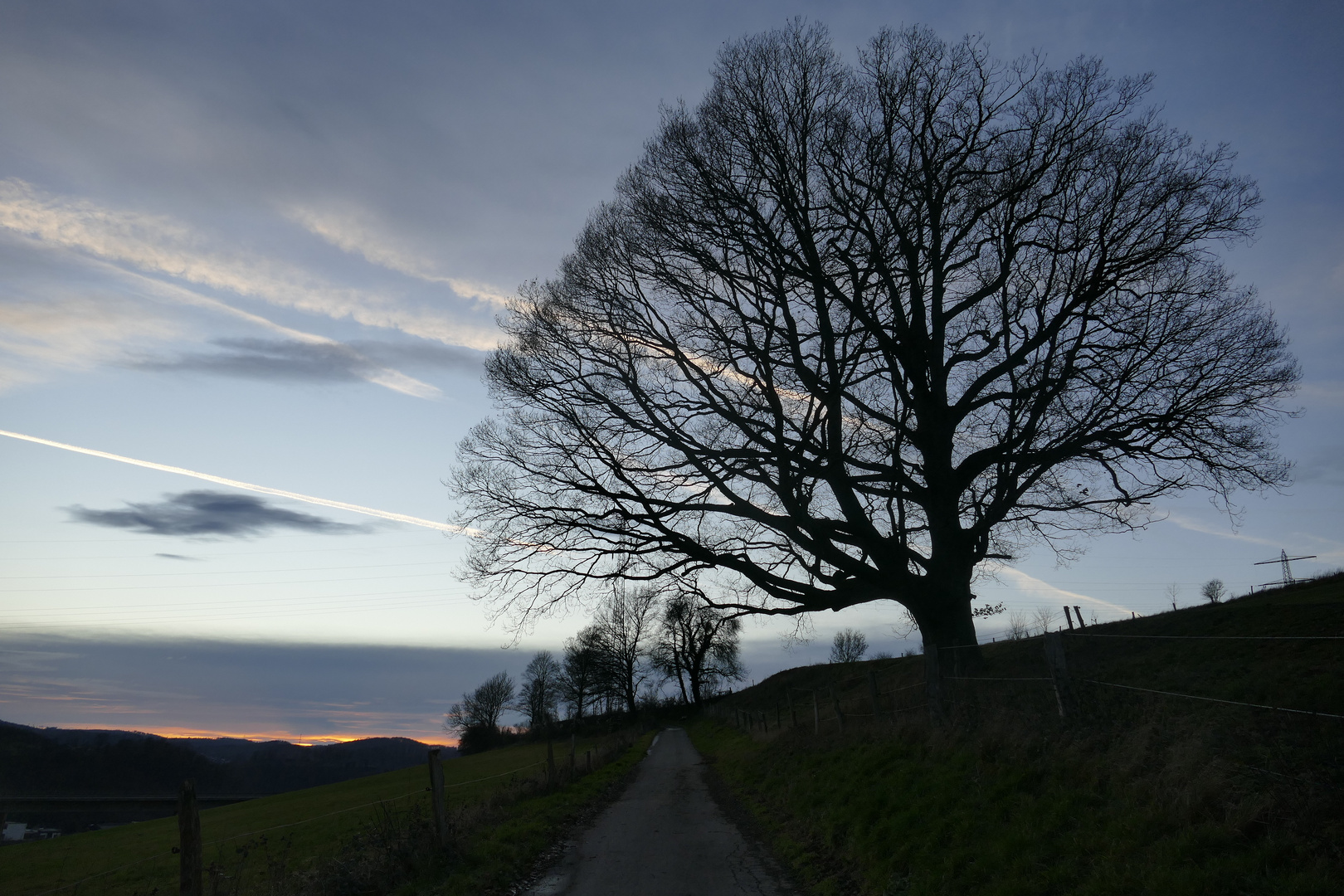 Lieblingsbaum