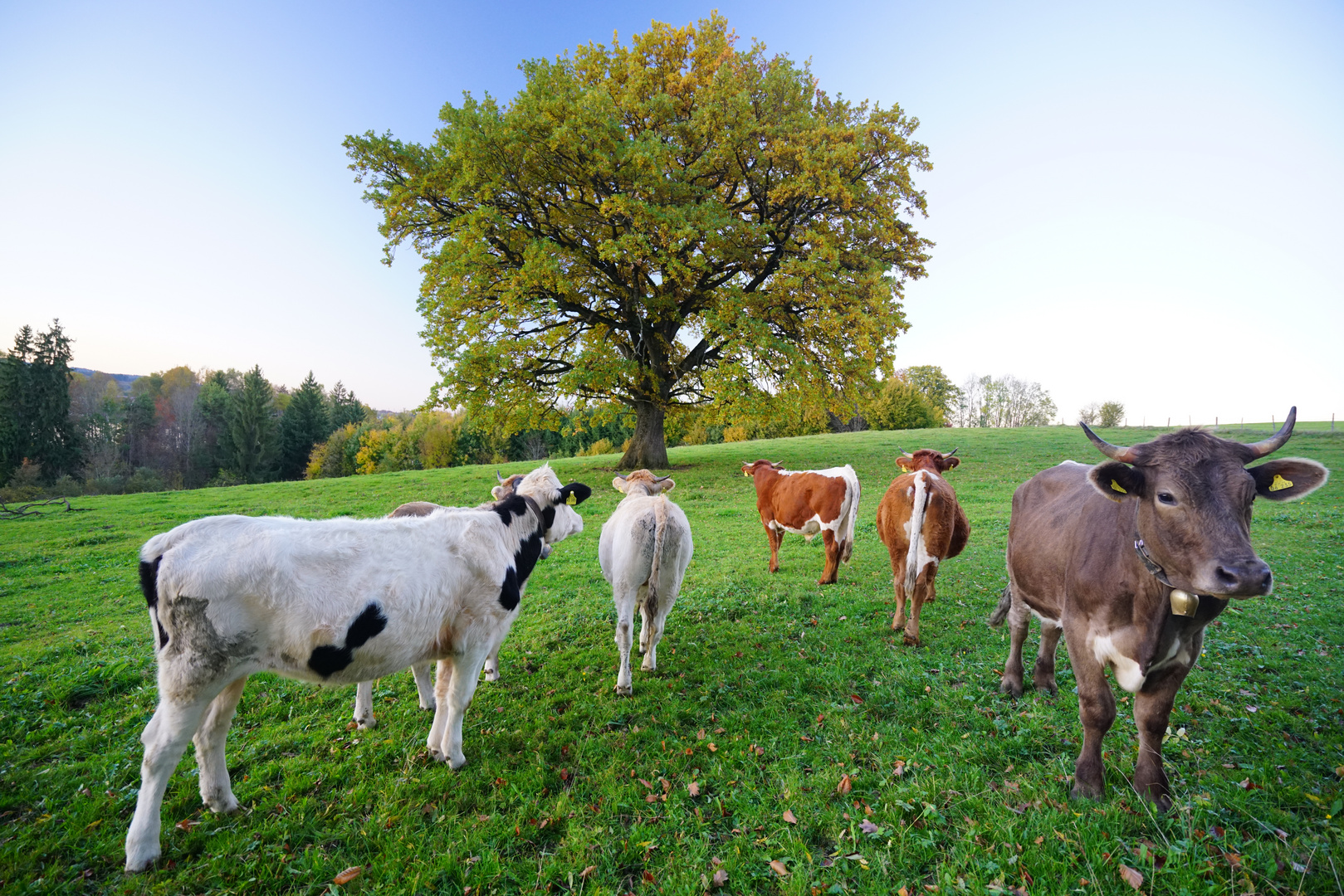 Lieblingsbaum im Allgäu bei Sulzberg