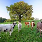 Lieblingsbaum im Allgäu bei Sulzberg