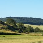 Lieblingsbaum im Frühjahr