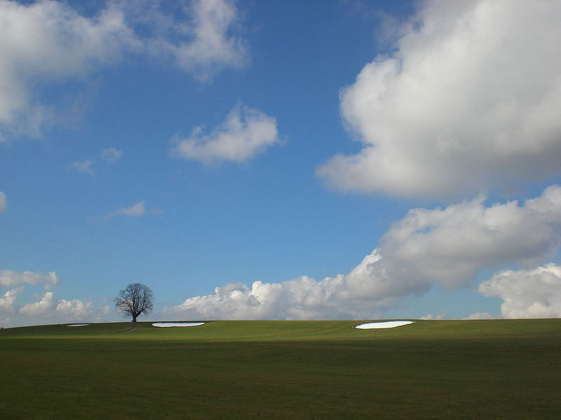 Lieblingsbaum im Frühling 2007