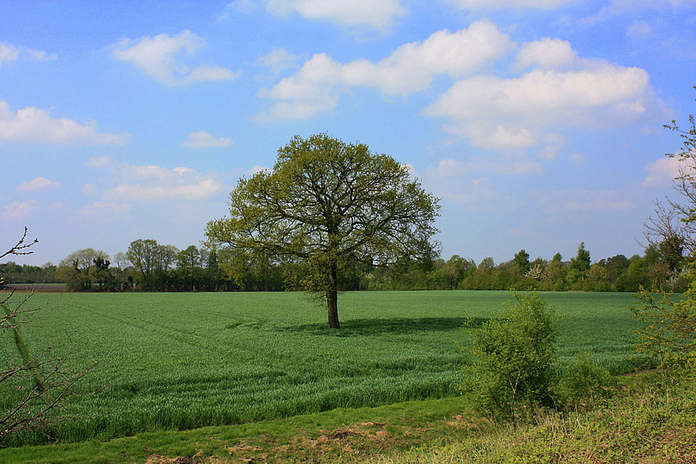 Lieblingsbaum im Frühling!