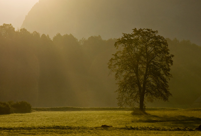 Lieblingsbaum im Morgenlicht