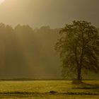 Lieblingsbaum im Morgenlicht