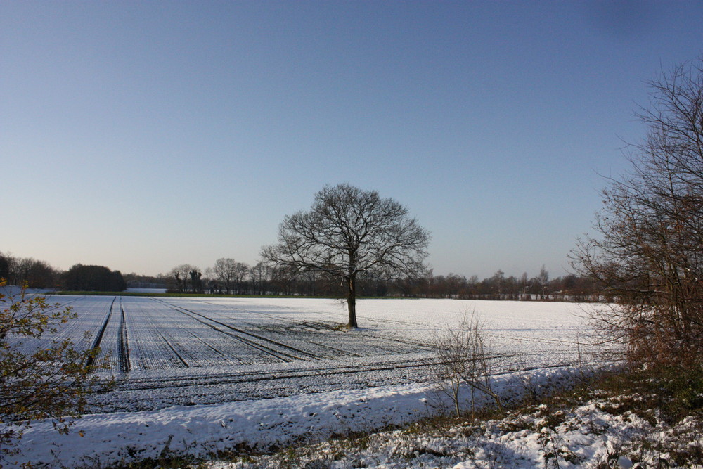 Lieblingsbaum im Winter