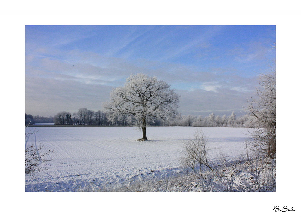 Lieblingsbaum im Winter ...