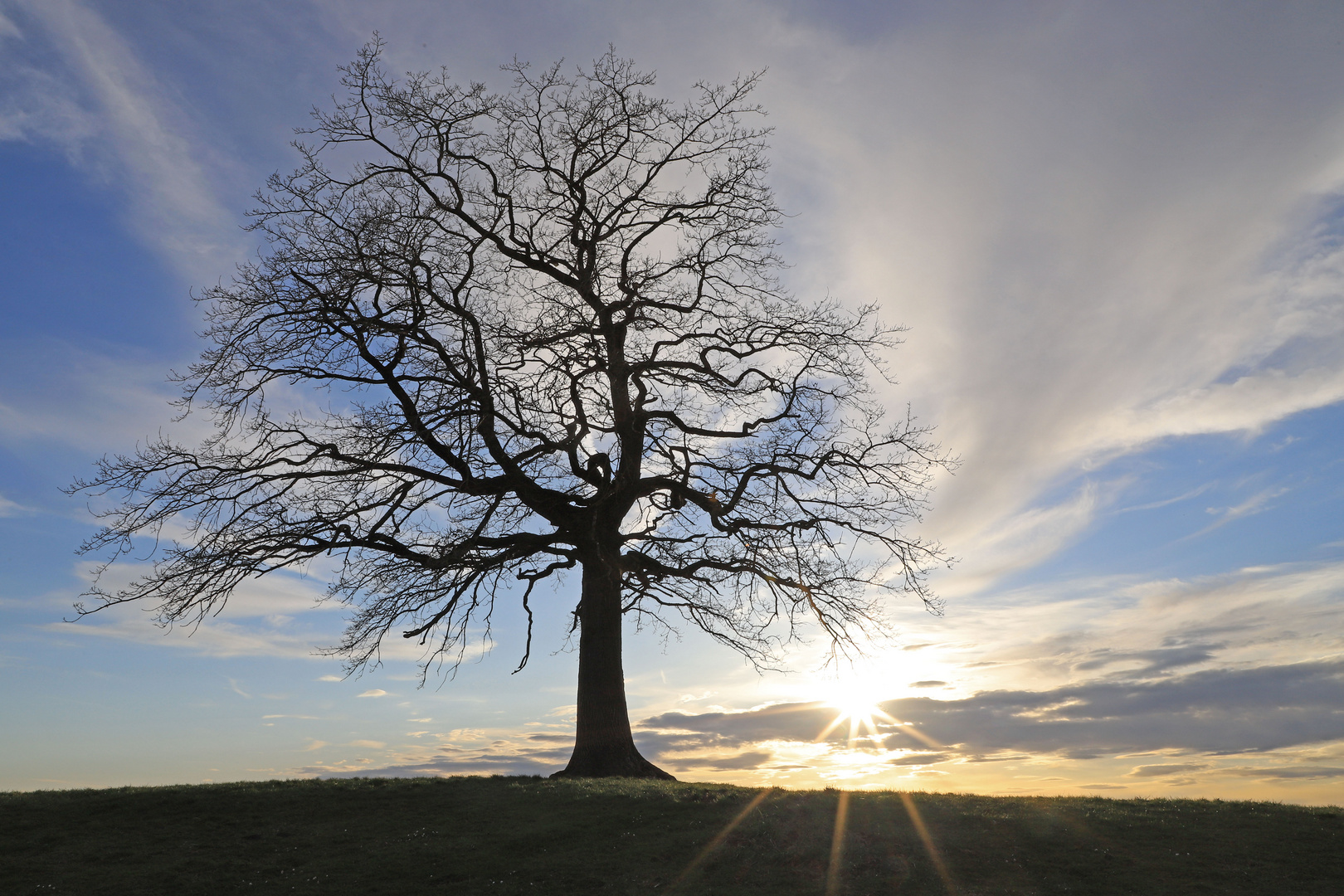 Lieblingsbaum in der untergehenden Sonne