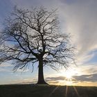 Lieblingsbaum in der untergehenden Sonne