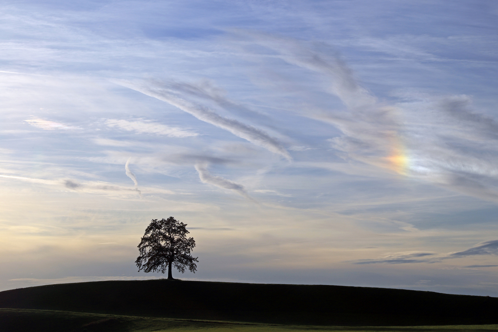 Lieblingsbaum mit Haloerscheinung am Himmel