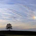 Lieblingsbaum mit Haloerscheinung am Himmel