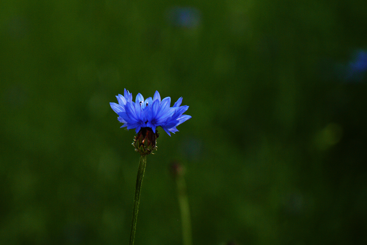 lieblingsBLAU