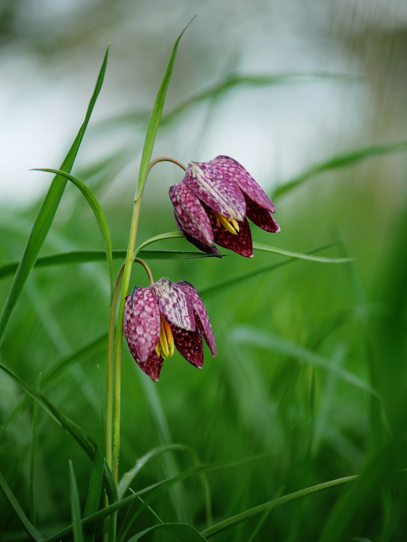 Lieblingsblümchen 