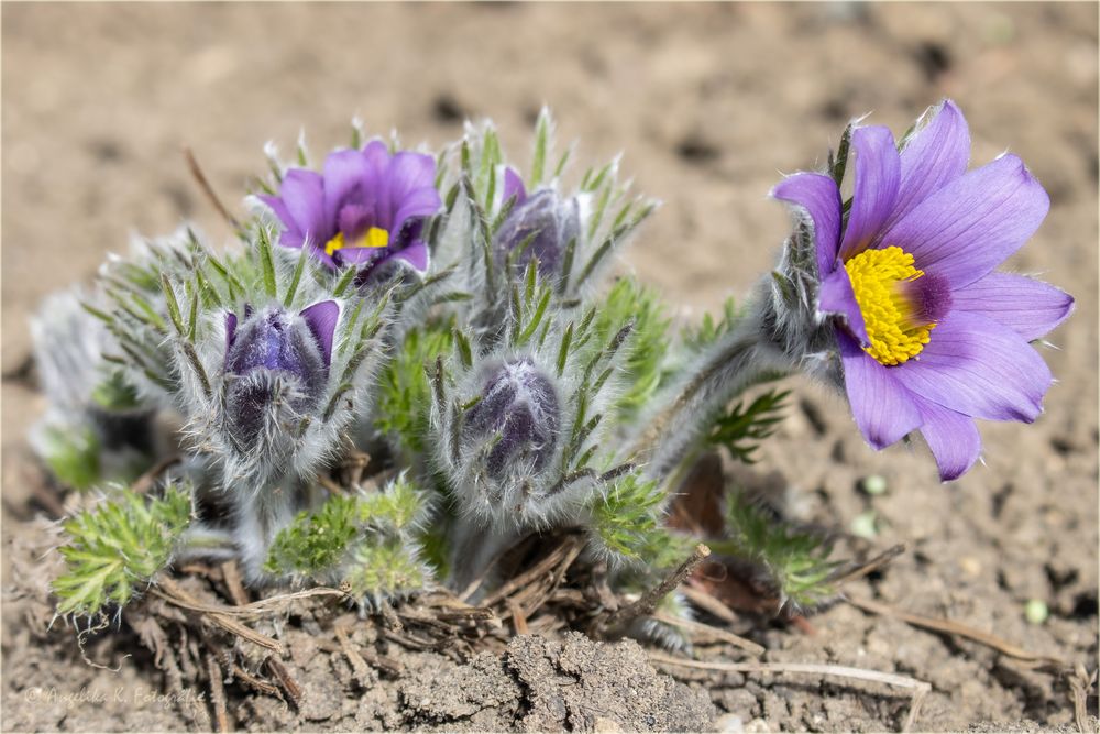 Lieblingsblüten