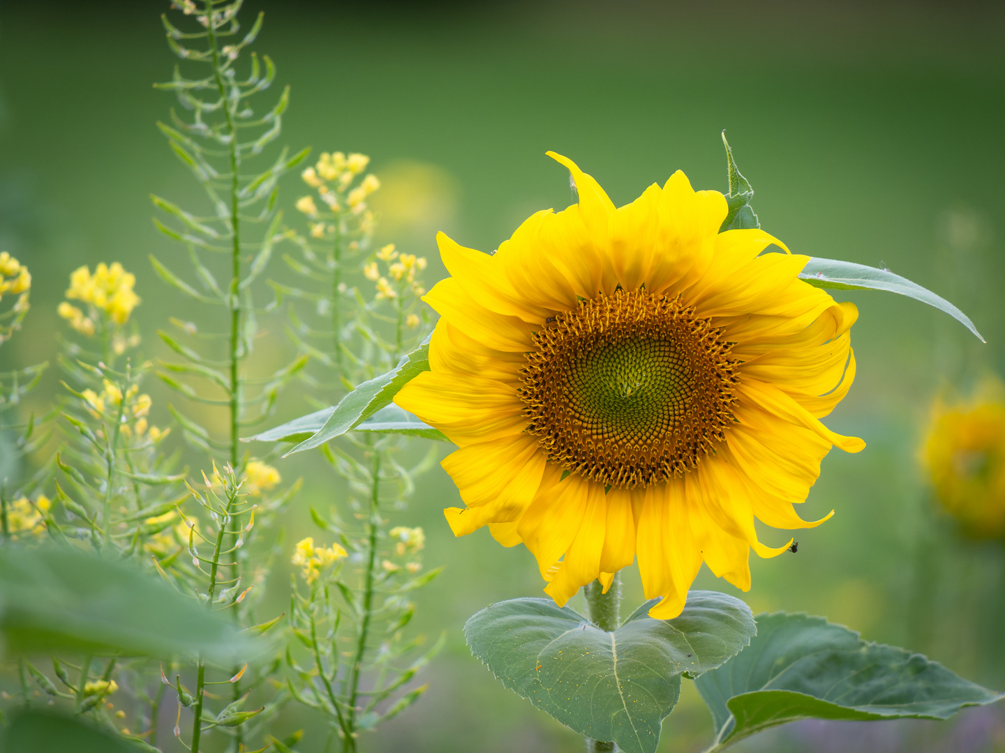 Lieblingsblume