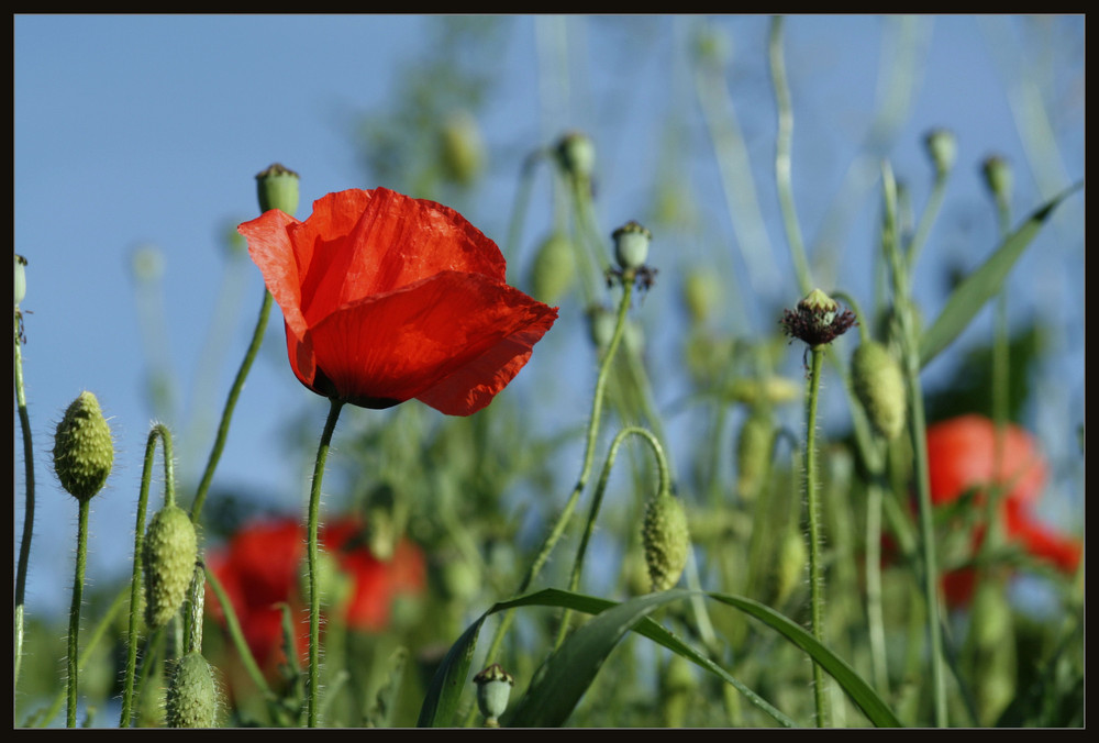 Lieblingsblume