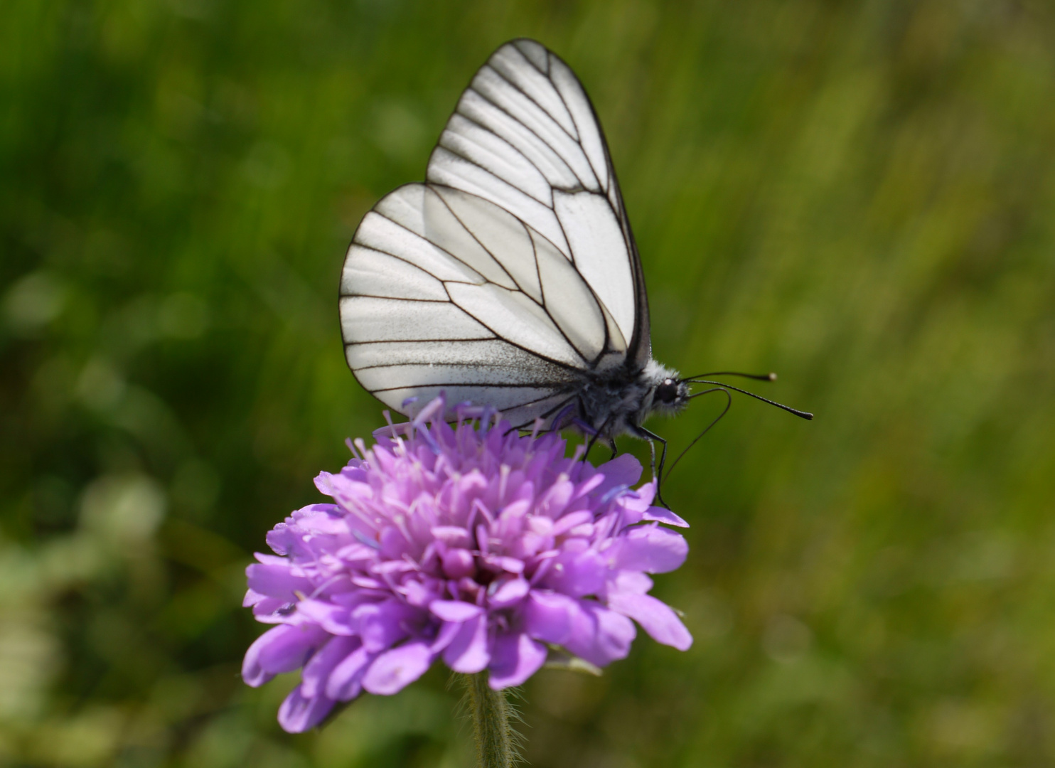 Lieblingsblume