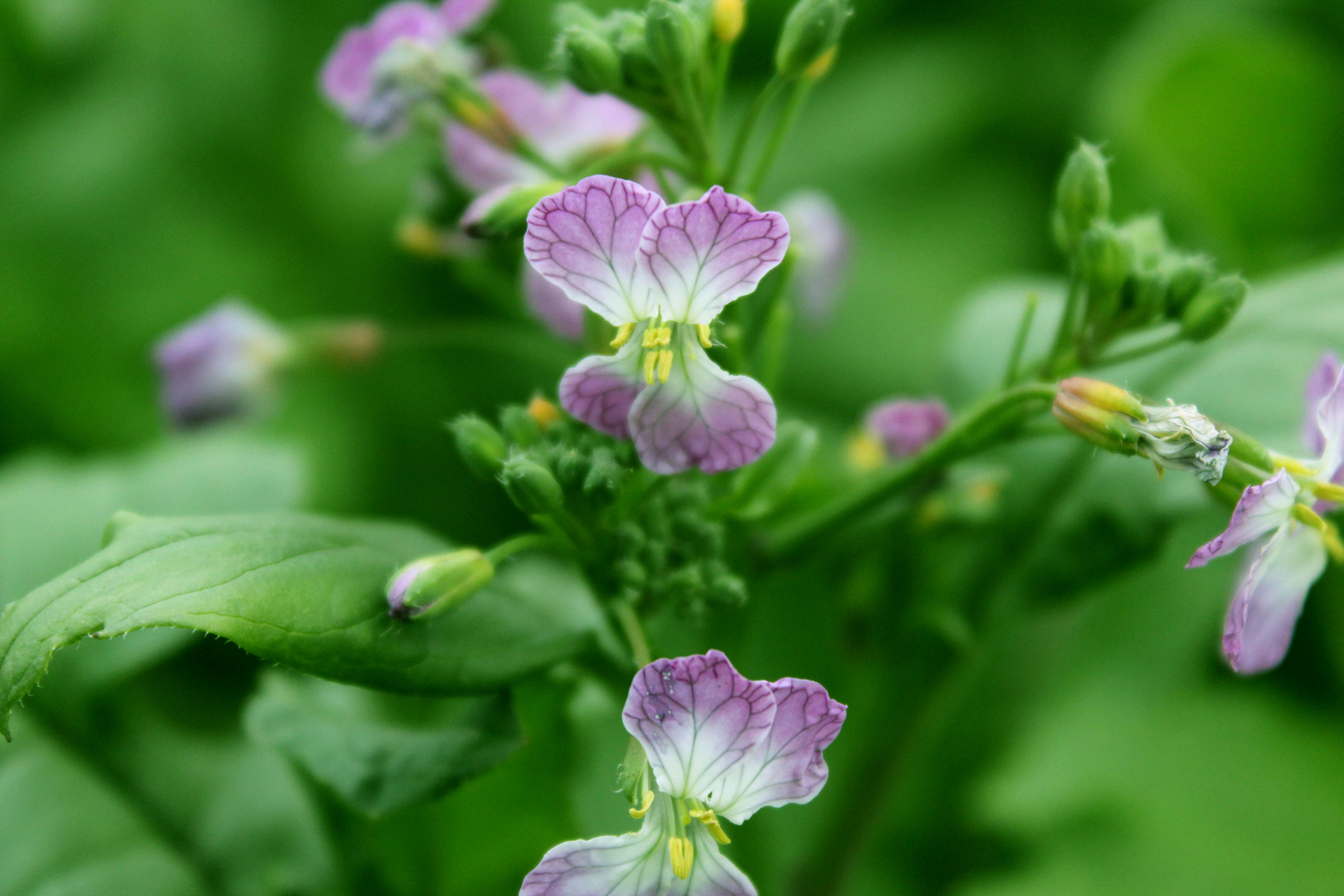 Lieblingsblume