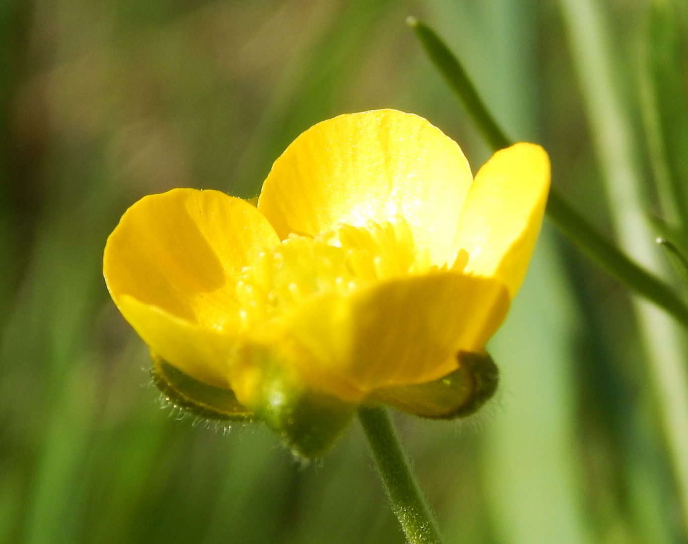 Lieblingsblume