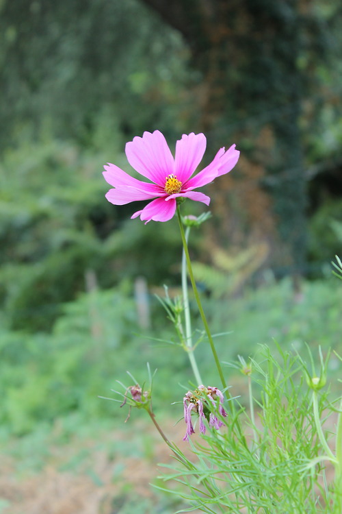 Lieblingsblume