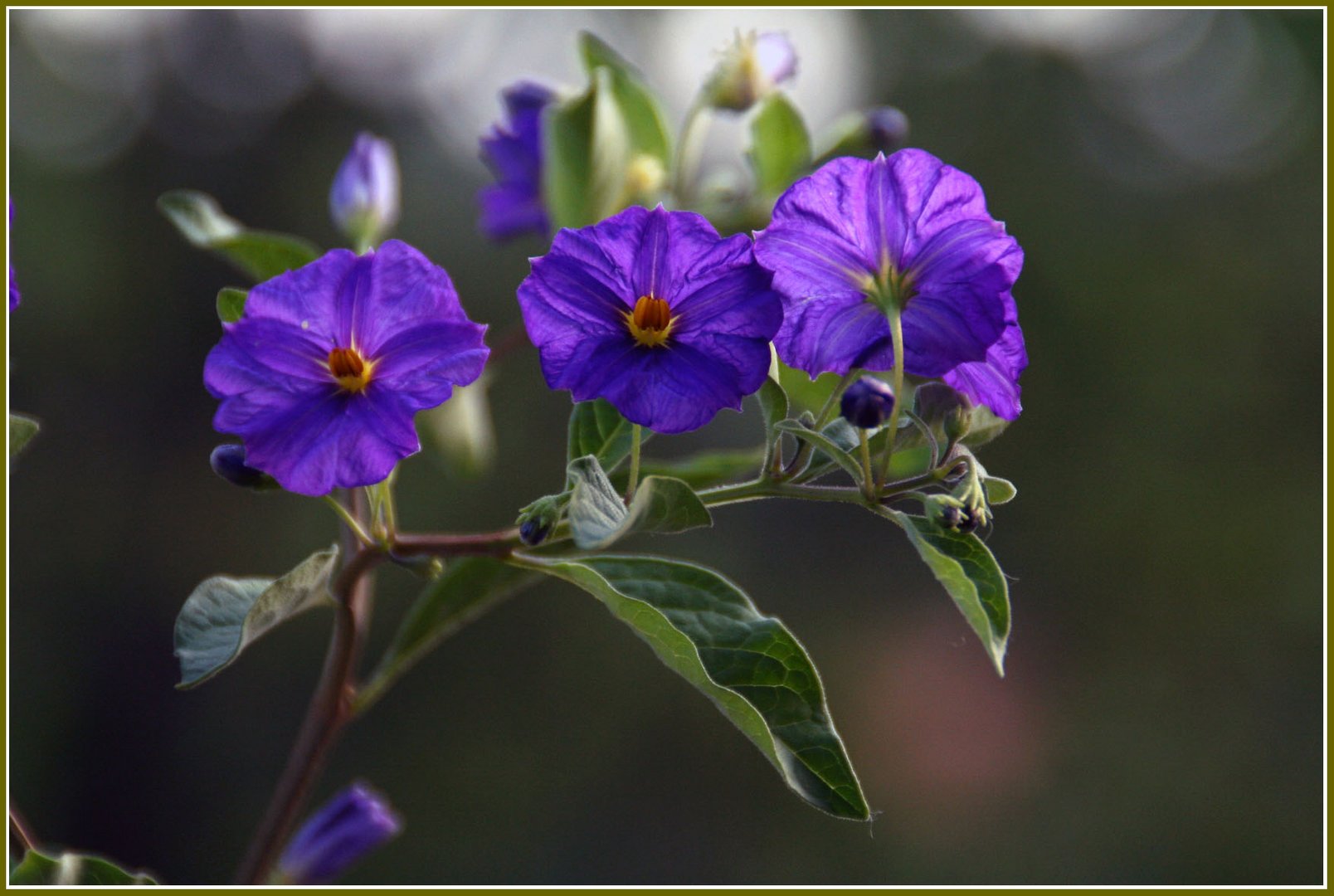 < Lieblingsblume im Garten >