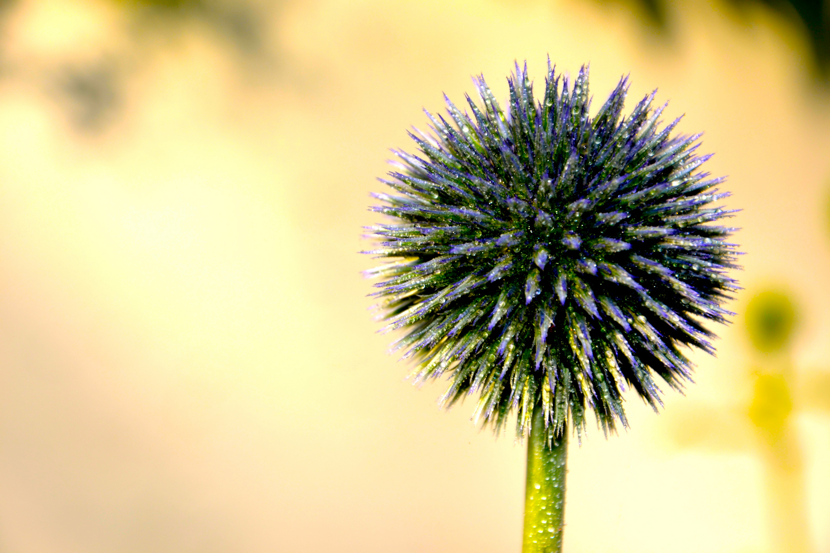 Lieblingsblume im Garten :D