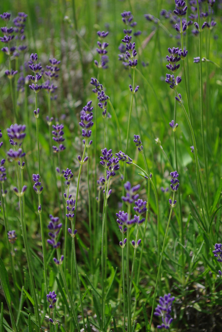 Lieblingsblumen