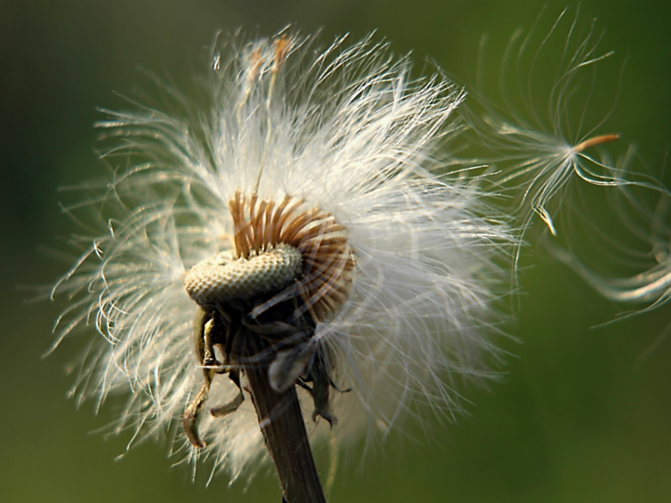 Lieblingsblume(n)