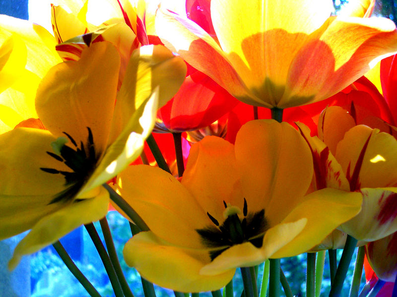 Lieblingsblumen im Frühling