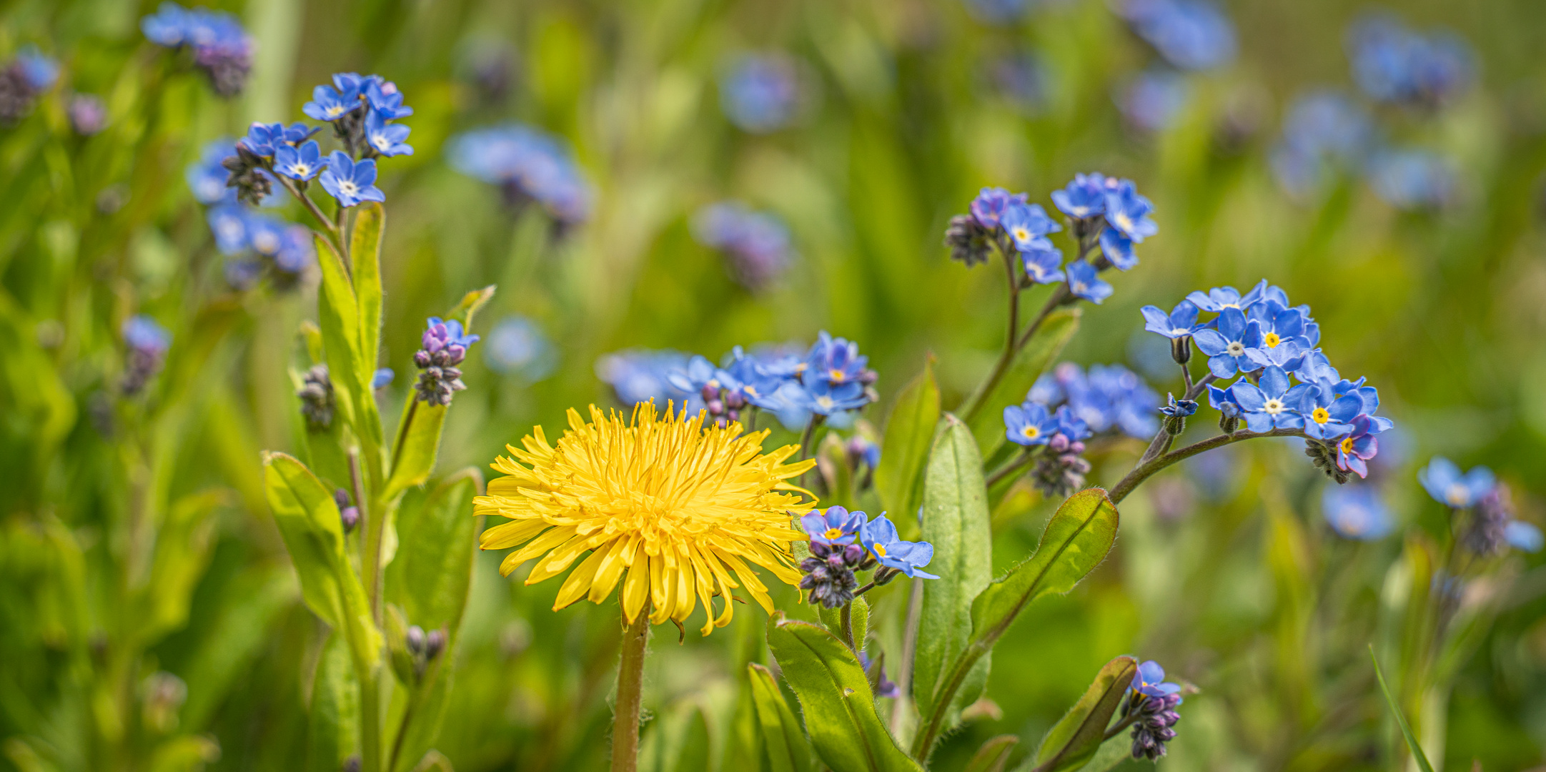  Lieblingsblumen meiner Mutter II