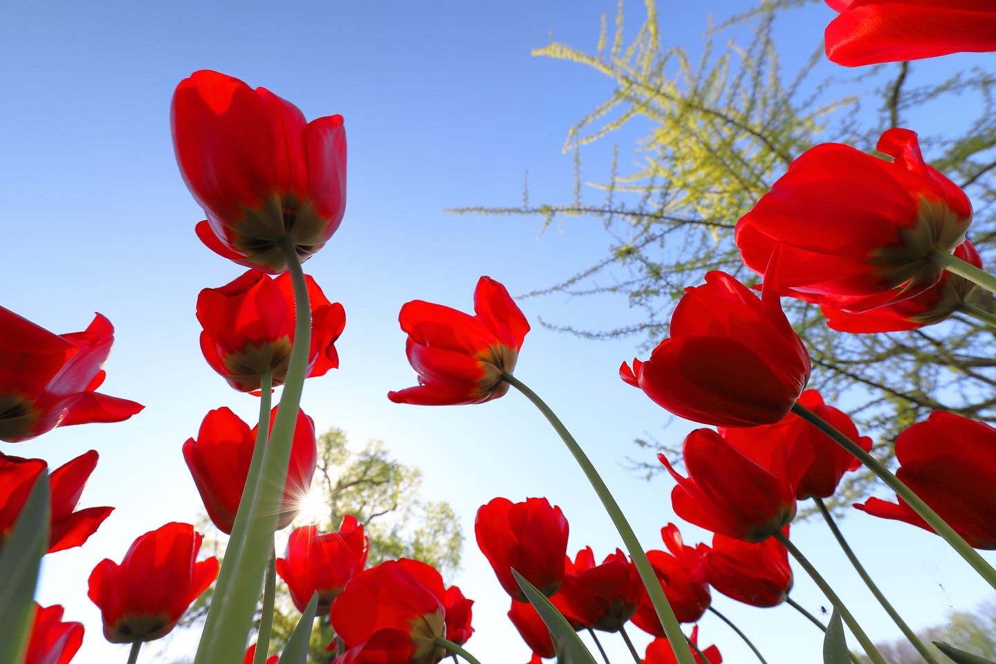 Lieblingsblumen - Tulpen