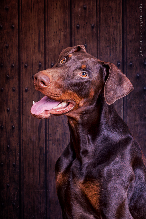 Lieblingsdobermann 