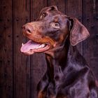 Lieblingsdobermann <3