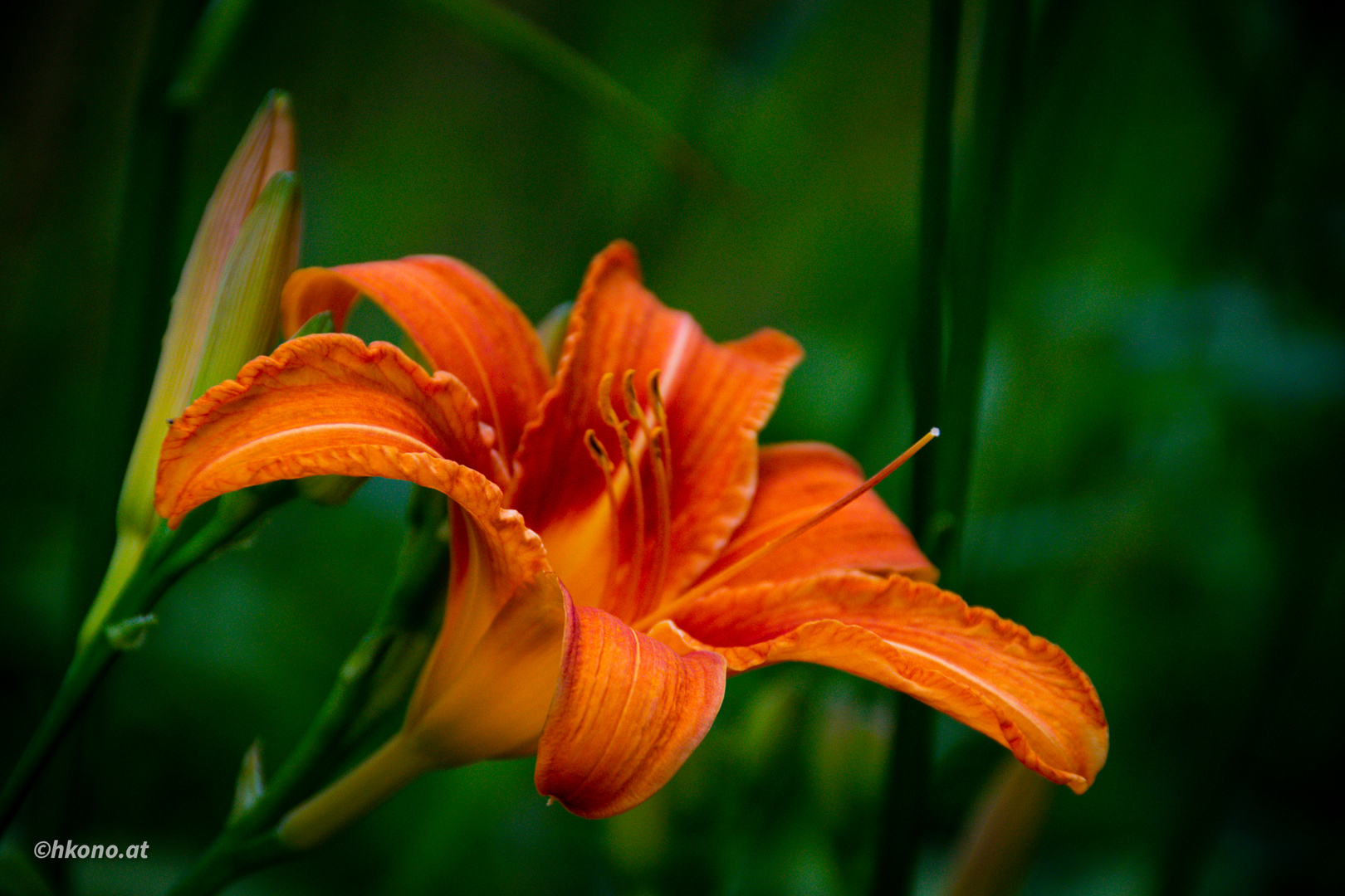 Lieblingsfarbe orange