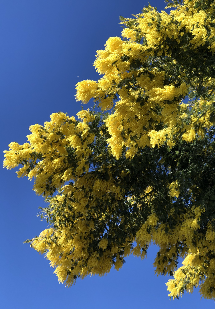 Lieblingsfarben im Frühling