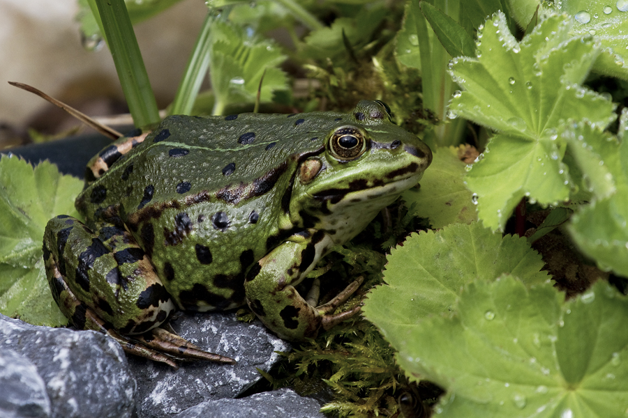 Lieblingsfrosch :-)