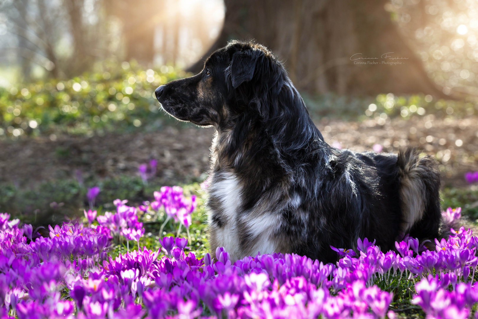 * Lieblingsfrühlingsblumen *