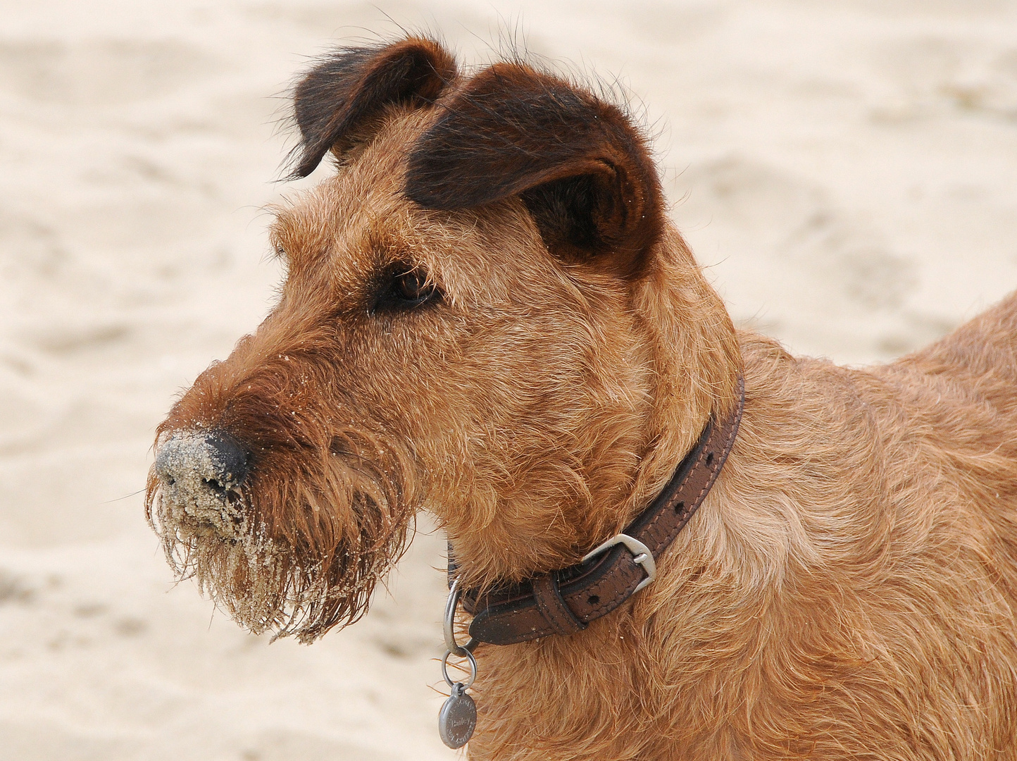 LieblingsHund Bailey