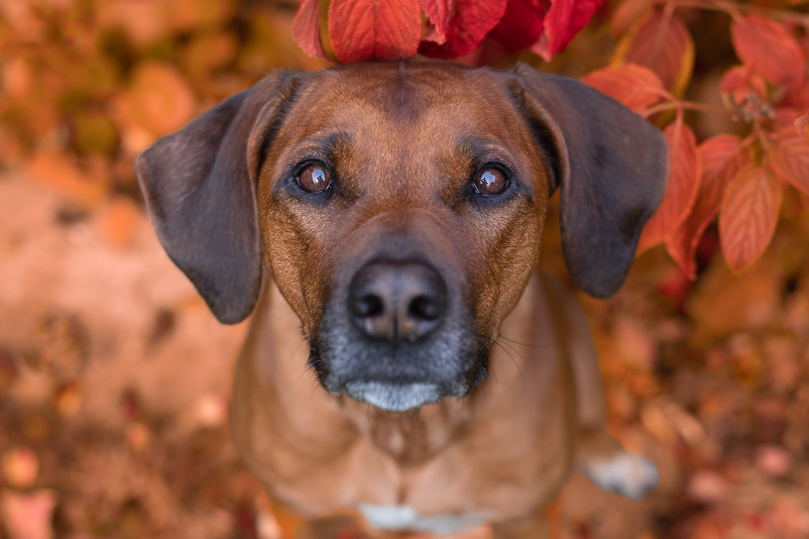 Lieblingshund im Herbstlook