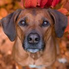 Lieblingshund im Herbstlook