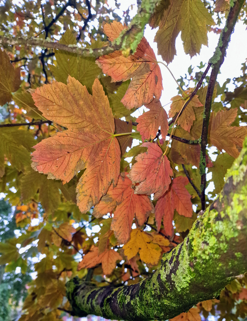 Lieblingsjahreszeit Herbst